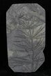 Pennsylvanian Horsetail (Asterophyllites) Fossil - France #31961-1